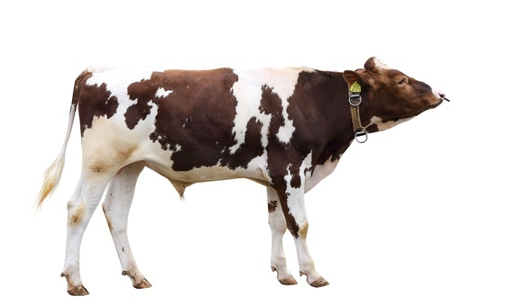 РИС РЕД 23748 ET